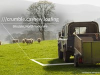 a car and trailer in a field with some sheep